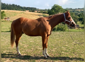 American Paint Horse, Wallach, 3 Jahre, 156 cm, Fuchs