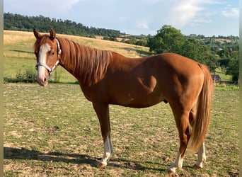 American Paint Horse, Wallach, 3 Jahre, 156 cm, Fuchs