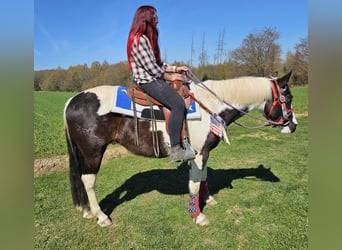 American Paint Horse Mix, Wallach, 3 Jahre, 156 cm, Schecke