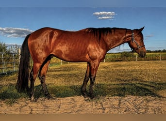 American Paint Horse, Wallach, 3 Jahre, 157 cm, Brauner