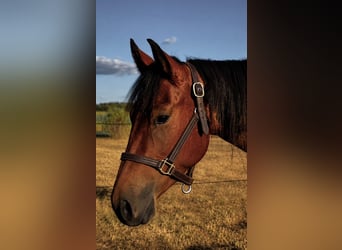 American Paint Horse, Wallach, 3 Jahre, 157 cm, Brauner