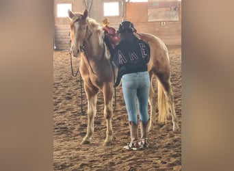 American Paint Horse, Wallach, 3 Jahre, 160 cm, Champagne