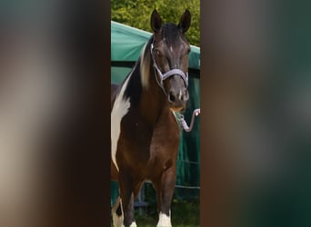 American Paint Horse Mix, Wallach, 3 Jahre, 160 cm, Tobiano-alle-Farben