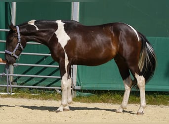 American Paint Horse Mix, Wallach, 3 Jahre, 160 cm, Tobiano-alle-Farben