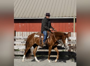 American Paint Horse, Wallach, 3 Jahre, Rotfuchs