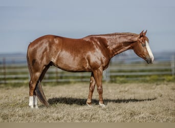 American Paint Horse, Wallach, 3 Jahre, Rotfuchs