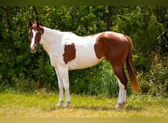 American Paint Horse, Wallach, 3 Jahre, Tobiano-alle-Farben