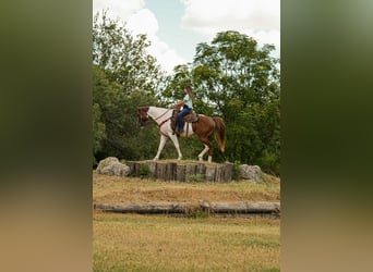 American Paint Horse, Wallach, 3 Jahre, Tobiano-alle-Farben