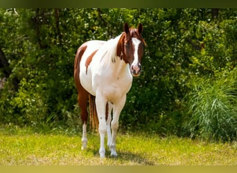 American Paint Horse, Wallach, 3 Jahre, Tobiano-alle-Farben
