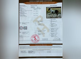 American Paint Horse, Wallach, 3 Jahre, Tobiano-alle-Farben