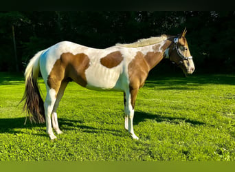 American Paint Horse, Wallach, 3 Jahre, Tobiano-alle-Farben