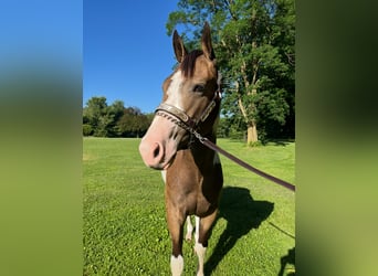 American Paint Horse, Wallach, 3 Jahre, Tobiano-alle-Farben