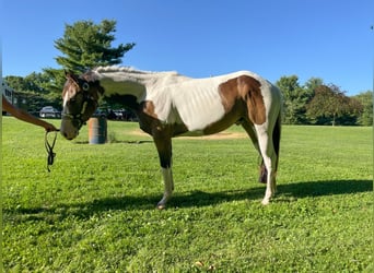American Paint Horse, Wallach, 3 Jahre, Tobiano-alle-Farben
