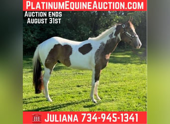 American Paint Horse, Wallach, 3 Jahre, Tobiano-alle-Farben