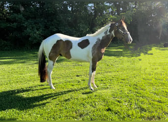 American Paint Horse, Wallach, 3 Jahre, Tobiano-alle-Farben