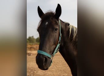 American Paint Horse, Wallach, 3 Jahre, Tovero-alle-Farben