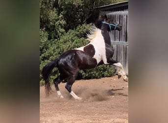 American Paint Horse, Wallach, 3 Jahre, Tovero-alle-Farben
