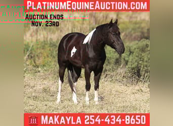 American Paint Horse, Wallach, 4 Jahre, 142 cm, Tobiano-alle-Farben