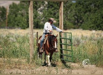 American Paint Horse, Wallach, 4 Jahre, 145 cm, Rotbrauner