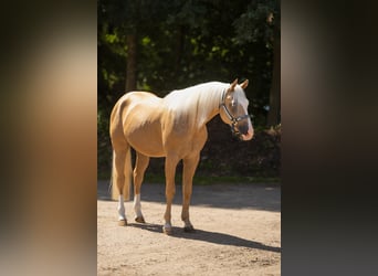 American Paint Horse, Wallach, 4 Jahre, 147 cm, Palomino