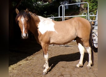 American Paint Horse Mix, Wallach, 4 Jahre, 147 cm, Schecke