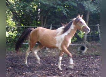 American Paint Horse Mix, Wallach, 4 Jahre, 147 cm, Schecke