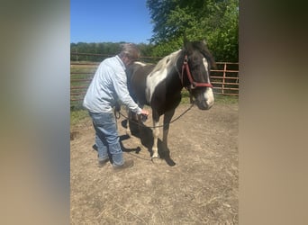 American Paint Horse, Wallach, 4 Jahre, 147 cm, Schecke