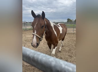 American Paint Horse, Wallach, 4 Jahre, 148 cm, Schecke