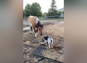 American Paint Horse Mix, Wallach, 4 Jahre, 149 cm, Tobiano-alle-Farben