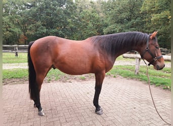 American Paint Horse, Wallach, 4 Jahre, 150 cm, Brauner