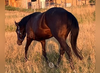 American Paint Horse, Wallach, 4 Jahre, 150 cm, Dunkelbrauner