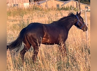 American Paint Horse, Wallach, 4 Jahre, 150 cm, Dunkelbrauner