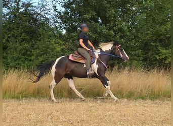 American Paint Horse, Wallach, 4 Jahre, 150 cm, Schecke