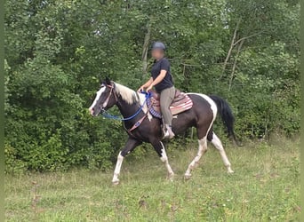 American Paint Horse, Wallach, 4 Jahre, 150 cm, Schecke