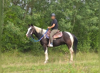 American Paint Horse, Wallach, 4 Jahre, 150 cm, Schecke