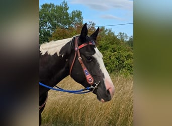 American Paint Horse, Wallach, 4 Jahre, 150 cm, Schecke