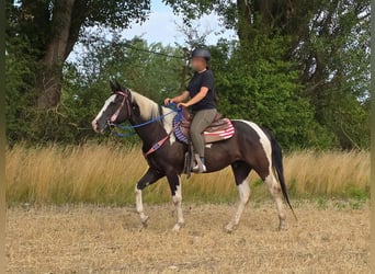 American Paint Horse, Wallach, 4 Jahre, 150 cm, Schecke