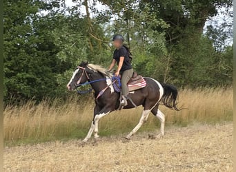 American Paint Horse, Wallach, 4 Jahre, 150 cm, Schecke