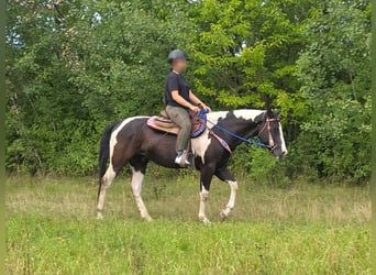 American Paint Horse, Wallach, 4 Jahre, 150 cm, Schecke