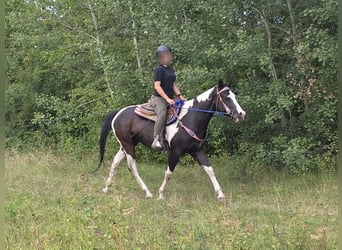 American Paint Horse, Wallach, 4 Jahre, 150 cm, Schecke