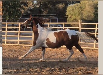 American Paint Horse, Wallach, 4 Jahre, 150 cm, Tobiano-alle-Farben