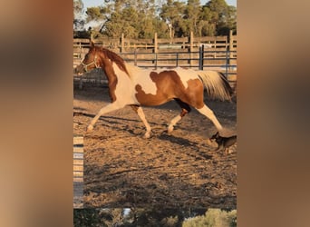 American Paint Horse, Wallach, 4 Jahre, 150 cm, Tobiano-alle-Farben
