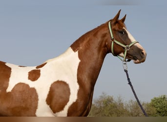 American Paint Horse, Wallach, 4 Jahre, 150 cm, Tobiano-alle-Farben