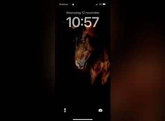 American Paint Horse, Wallach, 4 Jahre, 151 cm, Dunkelbrauner