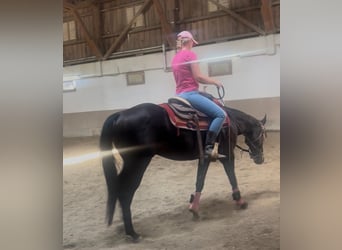 American Paint Horse, Wallach, 4 Jahre, 151 cm, Dunkelbrauner