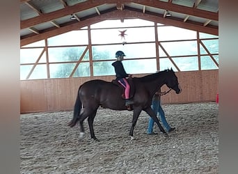 American Paint Horse, Wallach, 4 Jahre, 151 cm