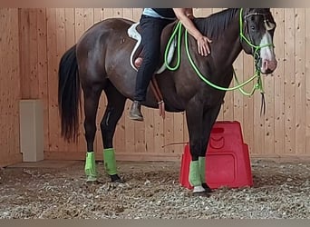 American Paint Horse, Wallach, 4 Jahre, 151 cm