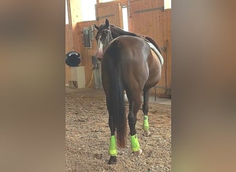 American Paint Horse, Wallach, 4 Jahre, 151 cm