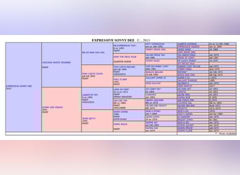 American Paint Horse, Wallach, 4 Jahre, 151 cm