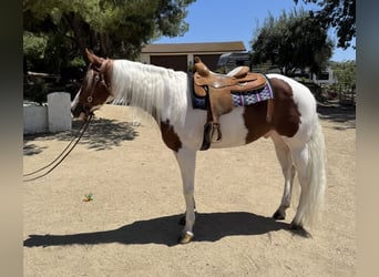 American Paint Horse, Wallach, 4 Jahre, 152 cm, Overo-alle-Farben